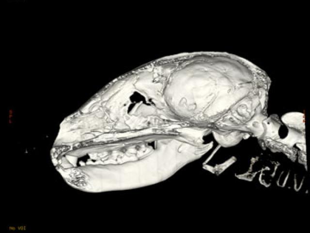 A 3d CT scan of a raccoon