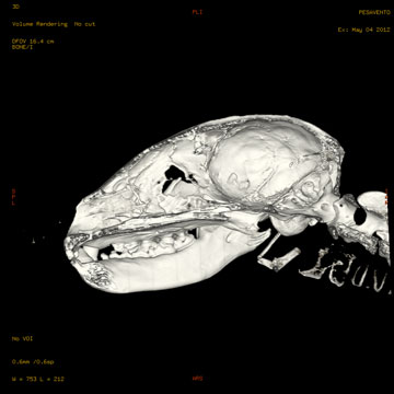 A three-dimensional CT image of a raccoon