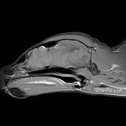 An MRI of an olfactory tumor in a raccoon